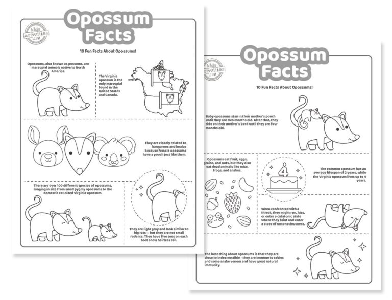 Opossum Facts Coloring Pages Facebook