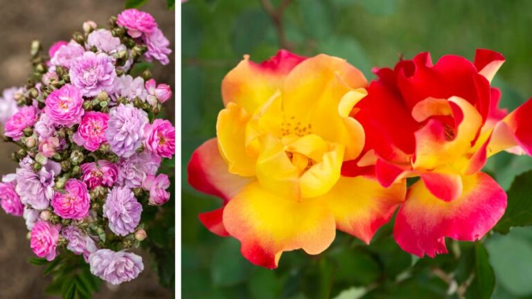 American Rose Trials and Star Roses and Plants