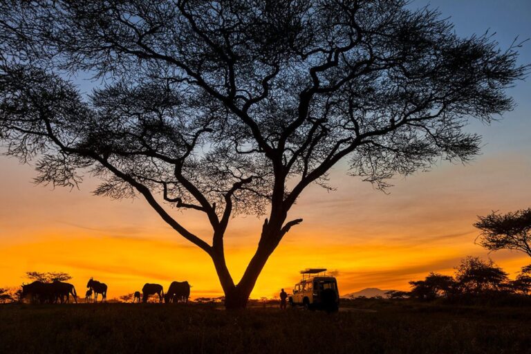 sunset private safari silhouette scaled