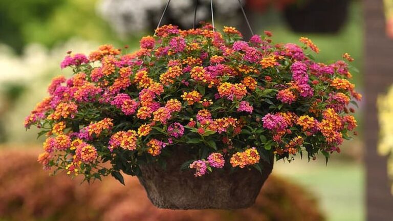 Ball FloraPlant hanging plant orange and pink flowers