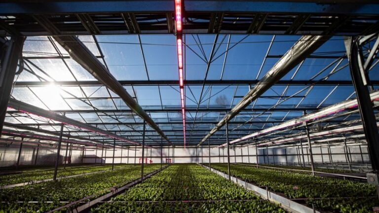 Philips LED horticulture grow lights