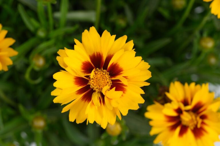 Coreopsis ‘Solanna Sunset Bright Danziger