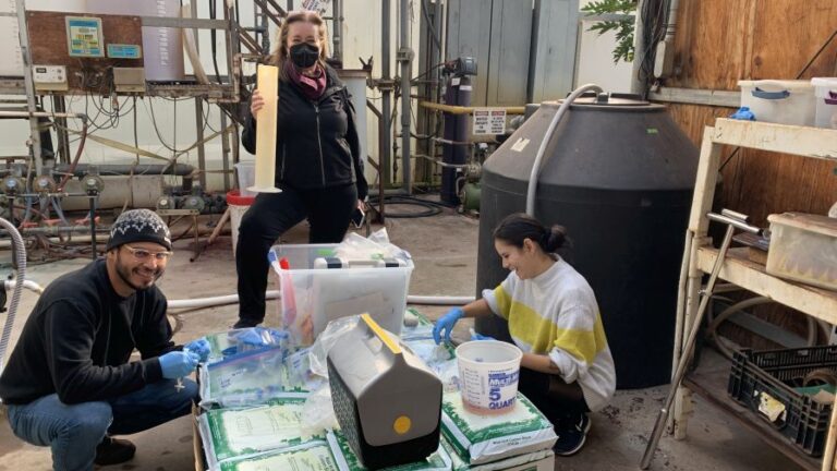 Henry Gonzalez Dr. Gemma Reguera and Marcela Tabares collecting water samples from a commercial scale woodchip bioreactor