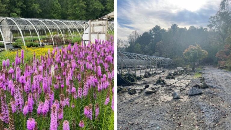 Botanical Treasures Nursery before and after Hurricane Helene