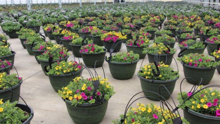 Foertmeyer and Sons flower baskets for State of the Industry featured image