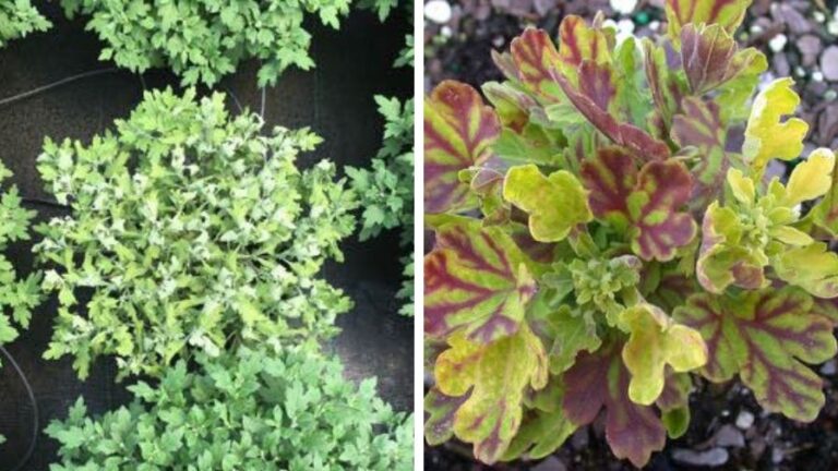 eGro late season crop management strategies and disease control for garden mums