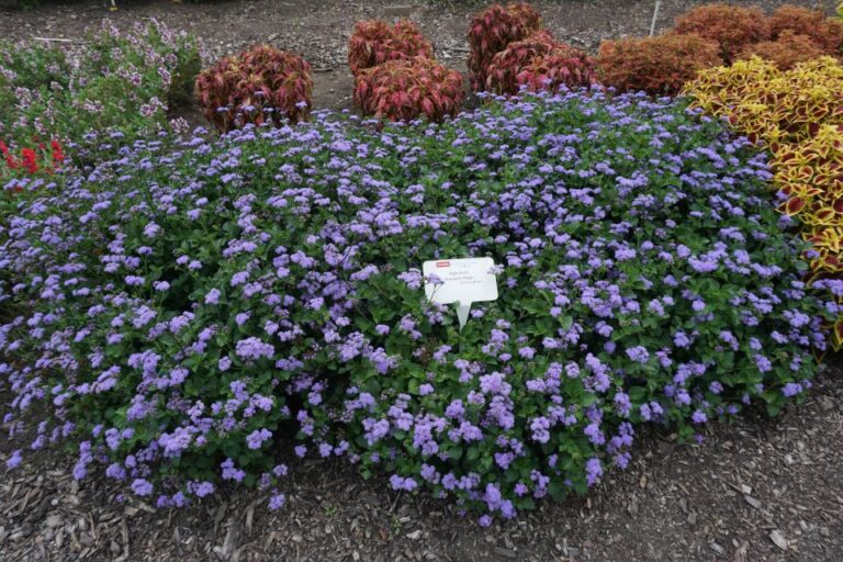 Ageratum ‘Monarch Magic Ohio State