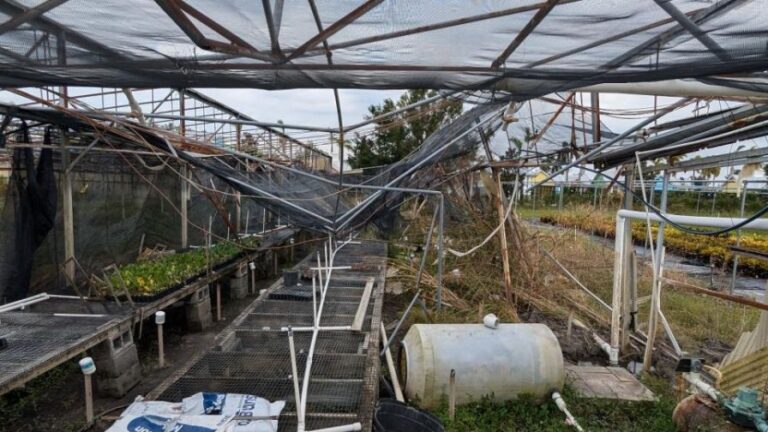 Despite extensive preparations before Hurricane Milton this greenhouse at Ralph Taylors Nurseries is not salvageable