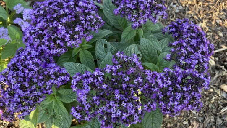 Heliotropium Aromagica Purple NC State Featured