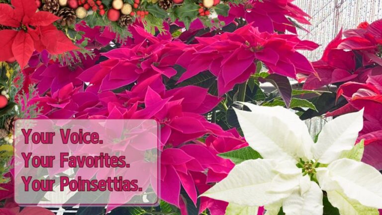 Mitchells Nursery 2024 Poinsettia Trials blog header image