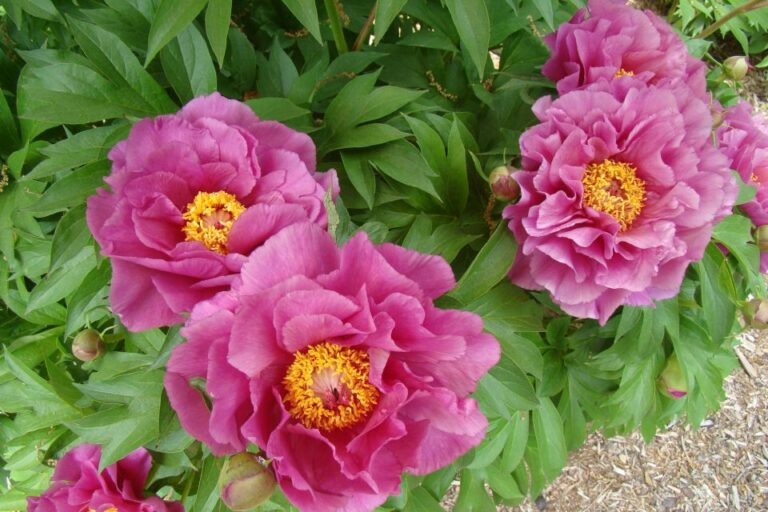 Paeonia Garden Candy Series ‘Evie Jane Plants Nouveau