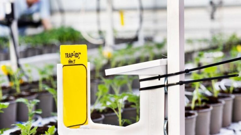 Wageningen University Research WUR Autonomous Greenhouse Challenge TRAP ID pest control crop protection