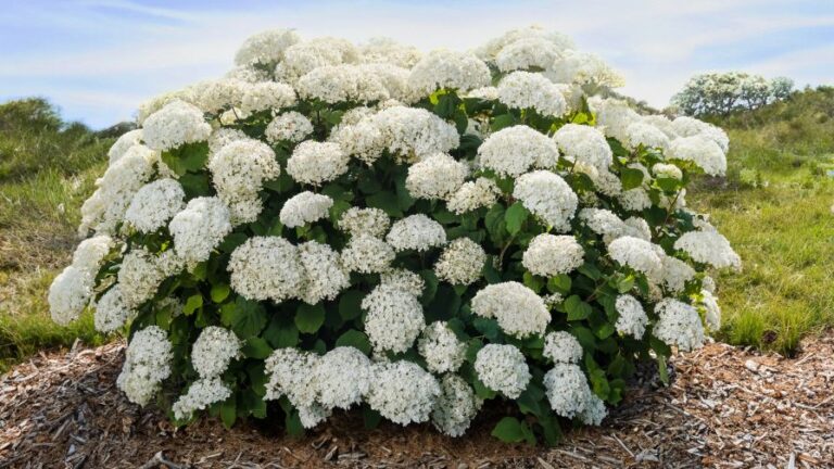 Where Classic Meets Contemporary ‘FlowerFull is a smooth hydrangea with strong stems. Very grower friendly featured image