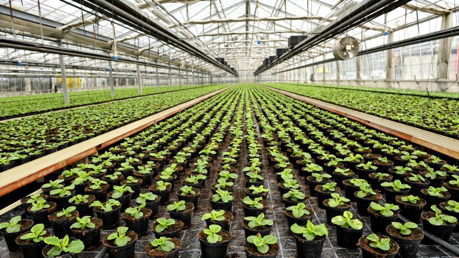 Interior of a commercial greenhouse adobe stock