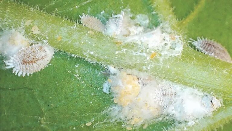 Mealybugs at Treetop Nursery