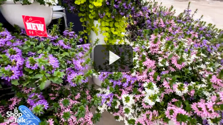2025 04 15 Scaevola Fanatix Series at Syngenta Flowers.00 01 04 11.Feature