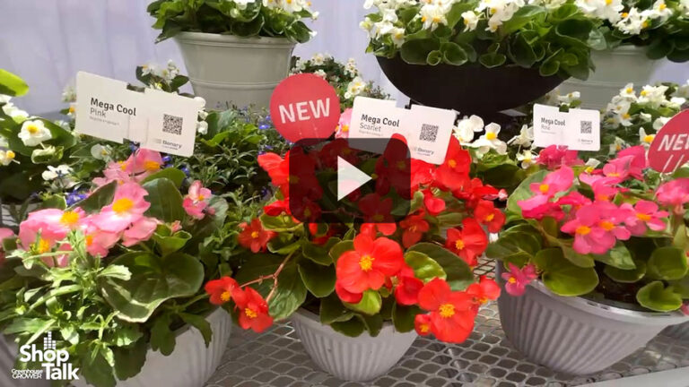 2025 04 16 Begonia Mega Cool Series at Benary.00 00 29 02.Feature