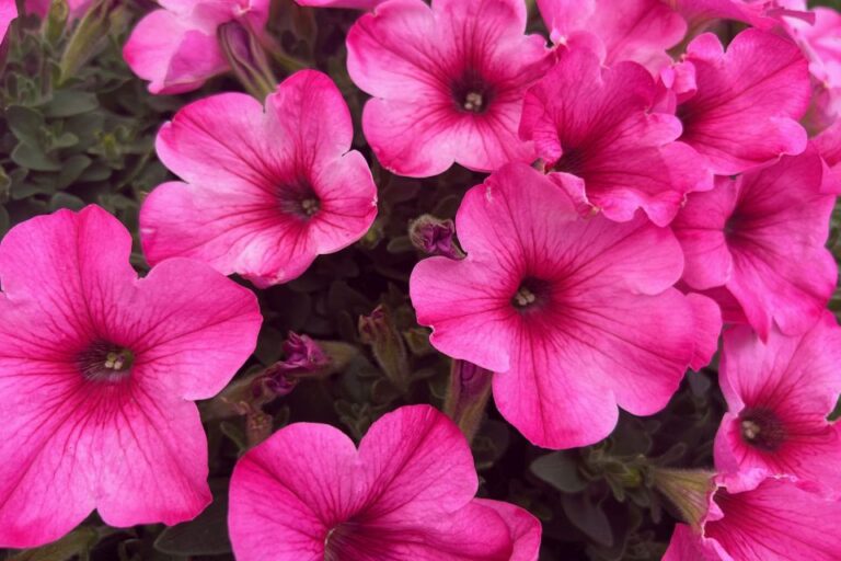 Petunia ‘Pink Dream Westhoff resized