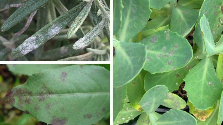 eGro Powdery Mildew Scouting