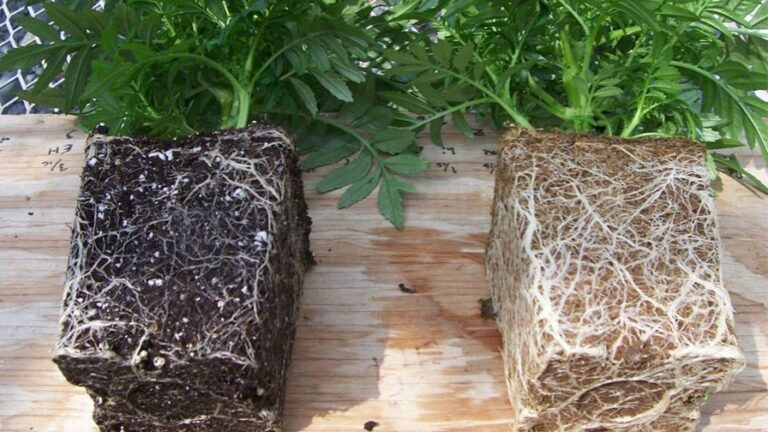 AFE Grow Pro Webinar Advancing Substrates and Growing Media